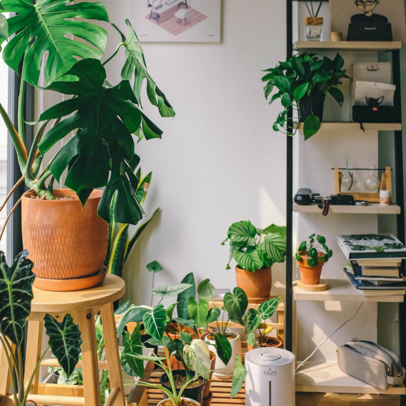 5 Easy Hacks to Save Your House Plants That Gardeners Swear By￼￼